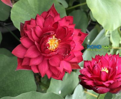 2 เมล็ด เมล็ดบัว สีแดง ดอกใหญ่ นำเข้า บัวนอก สายพันธุ์ของแท้ 100% เมล็ดบัว ดอกบัว ปลูกบัว เม็ดบัว ปลูกในโหลแก้วได้ อัตรางอก 85-90% Lotus seeds
