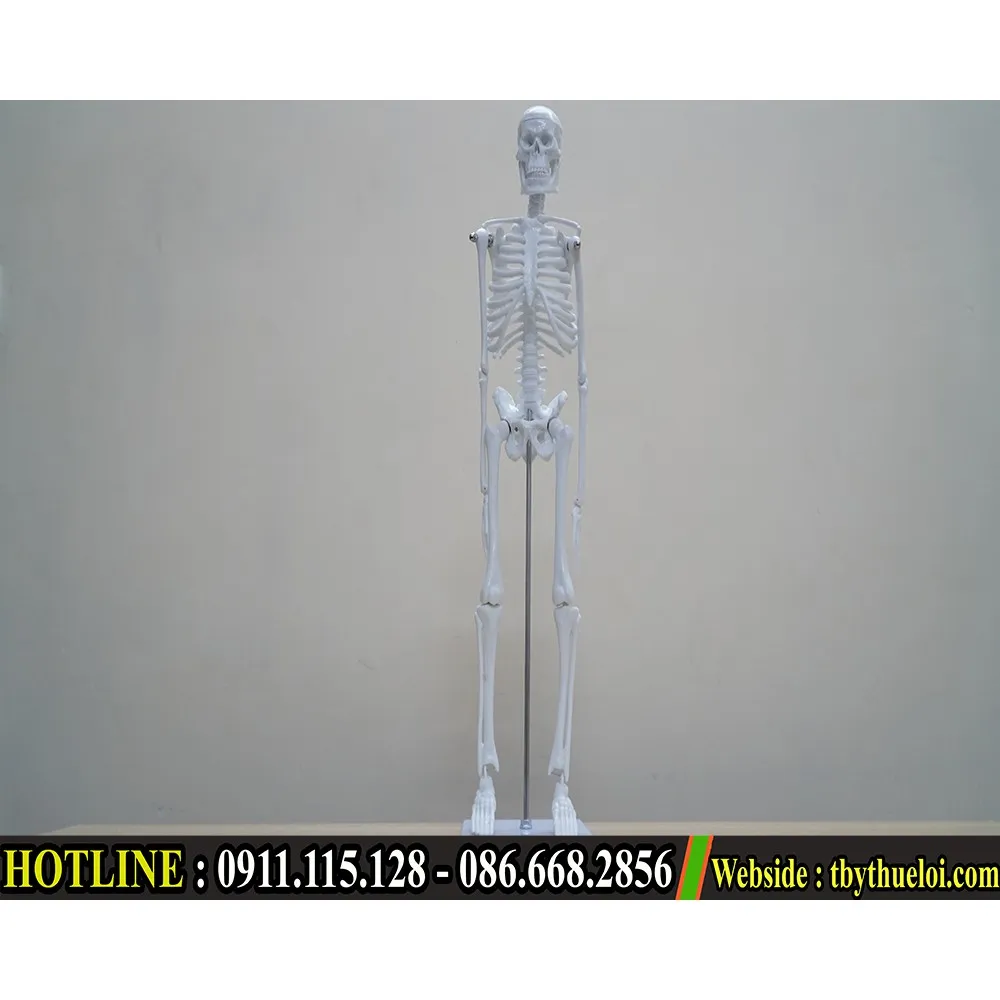 HCM]Mô hình xương người - Mô hình giải phẫu xương người 45cm - Mô ...