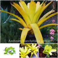 ?ต้นสับปะรดสี Aec. Blanchetiana Lemon ไม้แดด ส่งแบบถอดกระถาง ไม้กระถาง ไม้ใบ ?