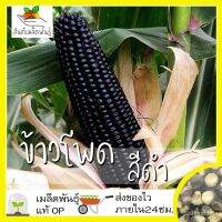 เมล็ดพันธุ์ ข้าวโพด สีดำเมล็ด