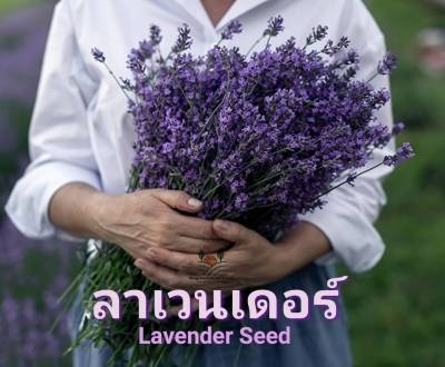 ลาเวนเดอร์ Lavender Seed เมล็ดพันธุ์ลาเวนเดอร์ฮอลแลนด์ บรรจุ 20 เมล็ด  10 บาท