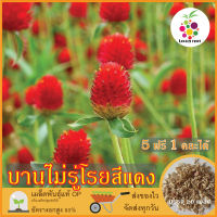 ซื้อ5 แถม1 เมล็ดพันธุ์ ดอกบานไม่รู้โรย สีแดง 20 เมล็ด (Red Globe Amaranth Flower Seed) เมล็ดพันธุ์แท้ ปลูกง่าย อัตรางอกสูง เก็บเมล็ดปลูกต่อได้