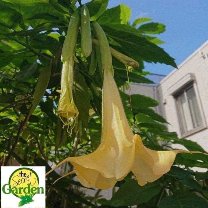 Angel Trumpets Plant with FREE plastic pot, and garden soil (Outdoor