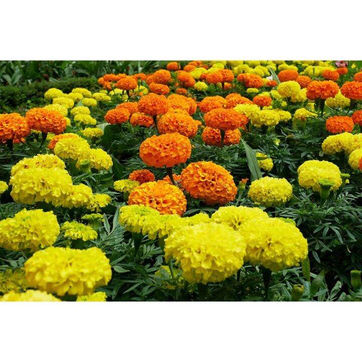 Assorted Color Marigold Flower Seeds ( 300 seeds ) Basic Farm House