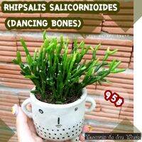 ( Promotion+++) คุ้มที่สุด ไม่ที่นำโชคลาภมาให้ Rhipsalis salicornioides (Dancing Bones) ดอกสีเหลือง พร้อมส่งในกระถาง 3 นิ้ว กอแน่นๆจ้า  ราคาดี พรรณ ไม้ น้ำ พรรณ ไม้ ทุก ชนิด พรรณ ไม้ น้ำ สวยงาม พรรณ ไม้ มงคล