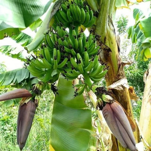 ต้นกล้ากล้วยมาฮอย-ปลูกเนื้อเยื่อ-ผลผลิตสูง-มาตรฐาน-f1-100