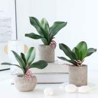 Orchid Leaves in Pot Artificial Phalaenopsis Stems Leaf Faux Cymbidium Flower Foliage Green Real Touch Latex Bulk