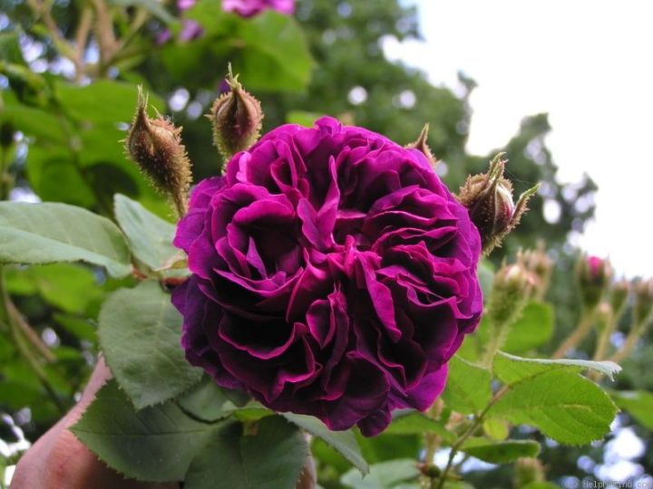 30-เมล็ด-เมล็ดพันธุ์-william-lobb-สายพันธุ์อังกฤษ-ดอกกุหลาบ-นำเข้าจากอังกฤษ-ดอกใหญ่-พร้อมคู่มือปลูก-english-rose-seed
