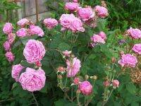 30 เมล็ด เมล็ดพันธุ์ กุหลาบ Flower Seeds พันธุ์ Bishops Castle Rose Seeds ดอกใหญ่ นำเข้าต่างประเทศ