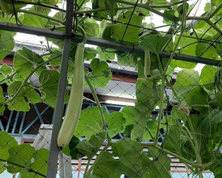 น้ำเต้าลูกยาว-long-bottle-gourd-seeds-เมล็ดพันธุ์น้ำเต้าลูกยาว-ผลใหญ่ยาว-บรรจุ-3-เมล็ด