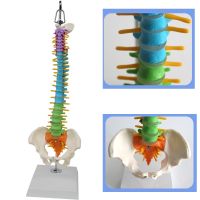 45CM Color Human Spine with Pelvic Model Human Anatomical Anatomy Spine Medical Model School Medical teaching supplies