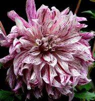 20 เมล็ดพันธุ์ รักเร่ Dahlia Seeds สายพันธุ์ BRISTOL STRIPE สีม่วง รักเร่ รักแรกพบ ดอกไม้แห่งมิตรภาพ ความรักเริ่มต้น เพาะเลี้ยงง่าย ตั้งโต๊ะทำงาน