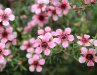 เมล็ดพันธุ์ มานูก้า มานูกะ Manuka / Leptospermum Scoparium / ชุดละ 25-100 เม็ด จากนิวซีแลนด์