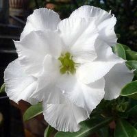 10 เมล็ด เมล็ดพันธุ์ ชวนชม สายพันธุ์ไต้หวัน สีขาว Adenium Seed กุหลาบทะเลทราย Desert Rose ราชินีบอนไซ นำเข้าจากไต้หวัน