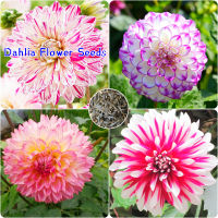 เก็บเงินปลายทาง COD 200 แคปซูลต่อแพ็ค Dahlia Flower Plant Seeds เมล็ดพันธุ์แท้100% เมล็ดพันธุ์ ต้นไม้ประดับ ไม้ประดับ เมล็ด ต้นไม้ตกแต่ง Plants ของแต่งสวน แต่งสวน อุปกรณ์แต่งสวน อัตราการงอกสูง ปลูกได้ทั่วไทย ในสต็อกในประเทศไทย