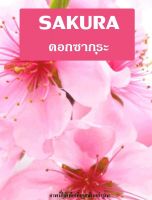 ▶️หัวเชื่อน้ำหอมกลิ่น Sakura ปริมาณ 35 ML. [ โปรโมชั่นพิเศษ!! รีบซื้อก่อนของหมด!! ]