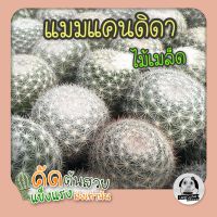 ต้นแมมแคนดิดา - ไม้เพาะในไทย (Mammillaria Candida) ไม้เพาะเมล็ด - ต้นกระบองเพชร ราคาถูก?ต้นแคคตัส❤️