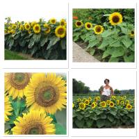 เมล็ดพันธุ์ ทานตะวันเตี้ย ซันสปอท (Sunspot Dwarf Sunflower Seed) บรรจุ 30 เมล็ด ต้นสูงประมาณ 2-4 ฟุต(ถือว่าเตี้ย)