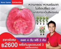 ฝรั่งกิมจูแดงเบอร์3..(แพค4ต้นฟรี2ต้น)..หวาน กรอบ อร่อยมาก จุดเด่นแก่จัดสีแดงเข้ม ความสูง 60-70 cm ปลูก 5-8เดือนติดลูกห่อผลได้ เสียบสั้นเลี้ยงนาน 3เดือน ของมีพร้อมส่ง