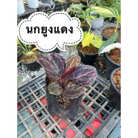 ( Promotion+++) คุ้มที่สุด คล้านกยูงแดง Calathea roseopicta ราคาดี พรรณ ไม้ น้ำ พรรณ ไม้ ทุก ชนิด พรรณ ไม้ น้ำ สวยงาม พรรณ ไม้ มงคล