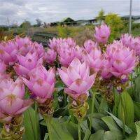 2 เหง้า ว่าน ปทุมมา กระเจียวบัว, ขมิ้นโคก หรือ ทิวลิปสยาม (Siam tulip) ดอกบัวสวรรค์ ปลูกไว้ไหว้บูชาพระดีนักแล