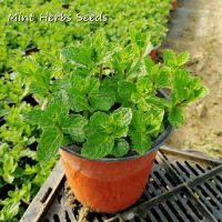 เมล็ด คุณภาพดี ราคาถูก เมล็ดพันธุ์แท้ 100% 200pcs เมล็ดพันธุ์ สะระแหน่ Common Mint Herbs Seeds บอนไซไล่ยุง ยากันยุงสำหรับพืชไล่ยุง ยากันยุงสำหรับเด็ก ไร้กลิ่นและไร้ควัน ปลอดภัยและมีสุขภาพดี ต้นไม้ฟอกอากาศ ต้นไม้ประดับ Plants Seeds for Home &amp; Garden