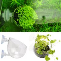 【CW】Glass Fish Tank Plant Bonsai Mini Pot Aquarium Decoration Water Grass Plant Potted Coral Planting Cylinder Cup Tank Accessories