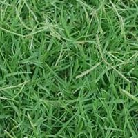 ขายถูก 100 กรัมหรือ 1 ขีด เมล็ดหญ้าเบอร์มิวด้า Bermuda Grass หญ้าแพรก   หญ้าปูสนาม สนามหญ้า เมล็ดพันธ์หญ้า ปูสนาม สนามหญ้าและสวน