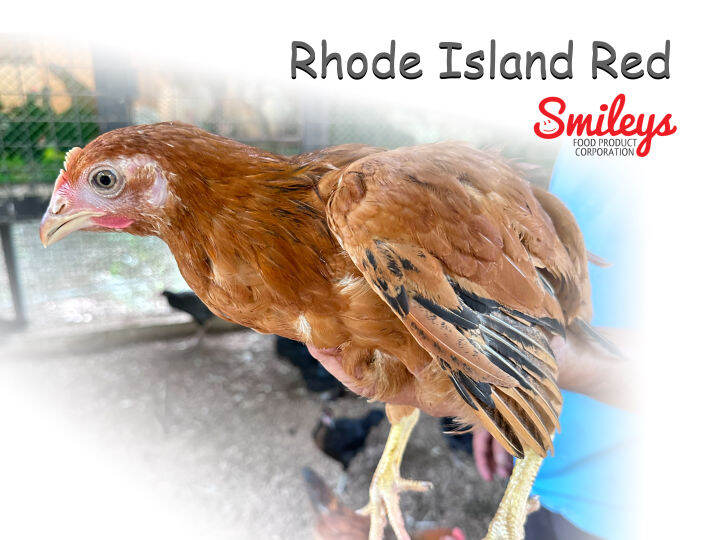 Rhode Island Red Fertile Eggs 6pc Lazada PH