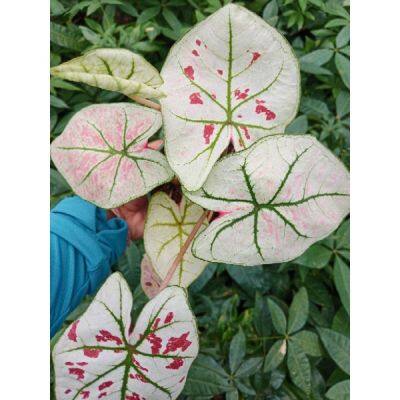 Woww สุดคุ้ม บอนสีสะตอเบอรี่caladium ราคาโปร พรรณ ไม้ น้ำ พรรณ ไม้ ทุก ชนิด พรรณ ไม้ น้ำ สวยงาม พรรณ ไม้ มงคล