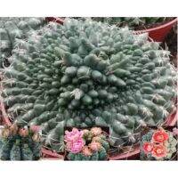 โปรแรง ถูกสุด แคคตัส บัลเดียนั่มคริส​ Baldianum​ f.​Cristata ขนาด 18-20cm/ไม้เมล็ด/รูปตัวอย่างบ้างต้นอาจขายแล้ว/สอบถามได้ เก็บเงินปลายทาง
