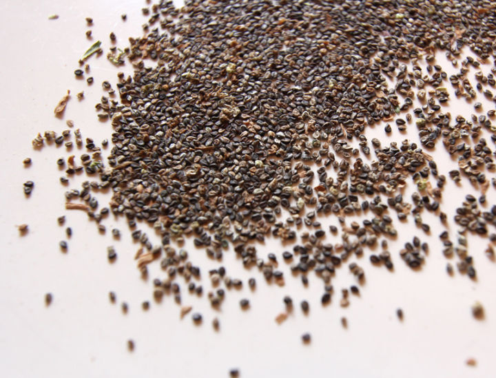 100-เมล็ดพันธุ์-เมล็ด-พุ่มไม้เพลิง-หญ้ากอเชีย-ไซเปรสลูกไฟ-kochia-kochia-scoparia-seeds-อัตราการงอก-80-85