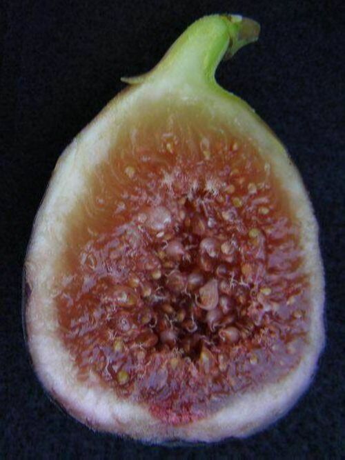 figs-ต้นมะเดื่อฝรั่ง-พันธุ์-black-genoa-แบล๊กจีนัว-อร่อย-หวาน-หอมมากๆ-ต้นสมบูรณ์มาก-รากแน่นๆ-จัดส่งพร้อมกระถาง-6-นิ้ว-ลำต้นสูง-45-50-ซม-ต้นไม้แข็งแรงทุกต้น-เรารับประกันจัดส่งห่ออย่างดี-จัดส่งสินค้าตาม