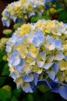 20 เมล็ด เมล็ดไฮเดรนเจีย Hydrangea Seeds เรนโบว์ คละสี ไฮเดรนเยียสายพันธุ์ฝรั่งเศส ของแท้ 100% อัตราการงอกสูง 70-80% มีคู่มือปลูก ปลูกในกระถางได้