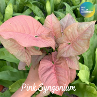 ออมชมพู Pink Syngonium ไม้ใบสีชมพูพาสเทล ?