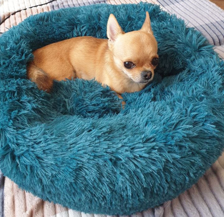 pets-baby-super-soft-dog-bed-plush-cat-mat-เตียงสุนัขสำหรับสุนัขขนาดใหญ่เตียง-labradorsround-cushion-pet-product-accessories