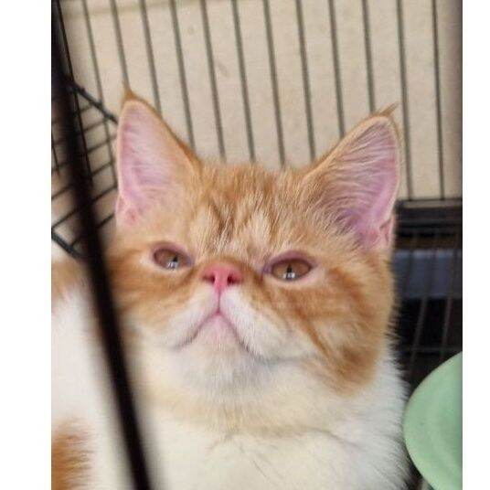 KUCING EXOTIC BRITISH SHORT HAIR LONG HAIR SCOTTISH MUNCHKIN | Lazada