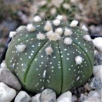 แอสโตรไฟตัม Astrophytum แคสตัสไรหนามสุดคิ้วเลี้ยงง่าย แต่งห้องก็น่ารัก