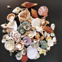 120PCS Mixed conch Ocean Sea shells Wedding Decor Beach Theme Party Seashells Home Decorations Fish Tank,Candle Making