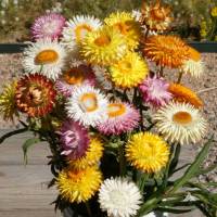 Mixed Strawflower (150-200 seeds) ดอกกระดาษ (150-200 เมล็ด)