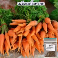 เมล็ดพันธุ์ เบบี้แครอท ผักสวนครัว 40-600 เมล็ด ปลูกง่ายโตเร็ว [ซื้อ10 แถม 1 คละได้]