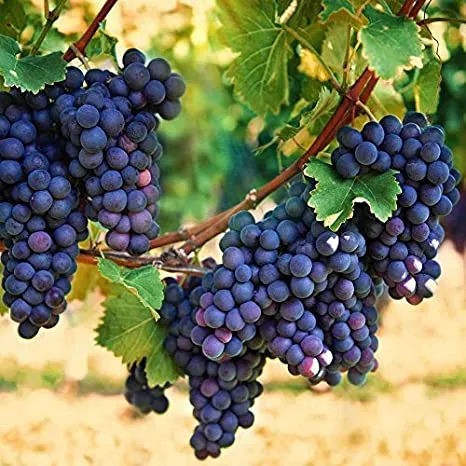 buah anggur ungu