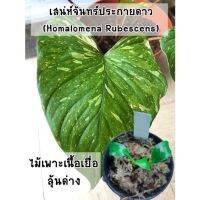 Pro +++ เสน่ห์จันทร์ประกายดาว (Homalomena Rubescens) ไม้เพาะเลี้ยงเนื้อเยื่อลุ้นด่าง อนุบาลแล้ว ราคาดี พรรณ ไม้ น้ำ พรรณ ไม้ ทุก ชนิด พรรณ ไม้ น้ำ สวยงาม พรรณ ไม้ มงคล