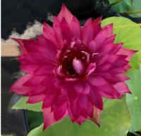 10 เมล็ดบัว สายพันธุ์ Red Silk Lotuses Flower Seeds สีแดง บัวหลวงนอก บัวสาย บัวไหว้พระ ดอกใหญ่ ประดับบ้าน ตกแต่งสวน