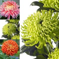 200 เมล็ด เมล็ดพันธุ์ดอกเบญจมาศ Chrysanthemum ดอกมั แทนซี่ ดอกเบญจทรัพย์ ดอกเก็กฮวยขาว เบญจมาศสวน เบญจมาศหนู ดอกไม้มงคล ดอกไม้มงคลแห่งเอเซีย ดอกไม้แห่งจักรพรรดิญี่ปุ่น ชาดอกเบญจมาศ ต้นไม้มงคล ต้นไม้ประดับ พันธุ์ดอกไม้ ต้นไม้มงคลแคระ ต้นไม้ฟอกอากาศ