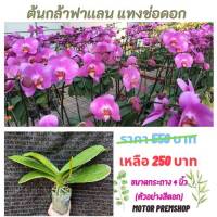 ฟาแลนนอปซิส สีชมพูเเขบขาว เเทงช่อดอก ไซส์ใหญ่ 3.5 Phalaenopsis