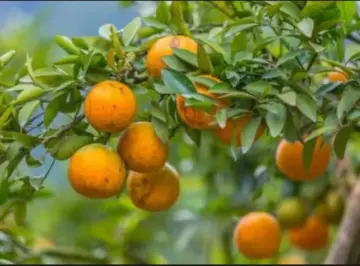 ส้มบางมด ราคาถูก ซื้อออนไลน์ที่ - ก.ค. 2023 | Lazada.Co.Th
