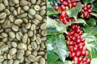 20 เมล็ด เมล็ดกาแฟ อราบิก้า (Arabica) เมล็ดพันธุ์กาแฟ จาก ดอยช้าง อัตราการงอก 70-80%