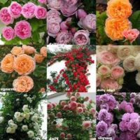 30 เมล็ด เมล็ดพันธุ์ Bonsai Seed  กุหลาบ Climbing Rose Rosa Multiflora Rose Seed  ดอกใหญ่ นำเข้าจากต่างประเทศ พร้อมคู่มือ เมล็ดสด ใหม่