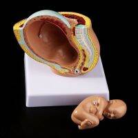 【hot】 props model 9th Month Baby Fetus Foetus Pregnancy Human Fetal Development